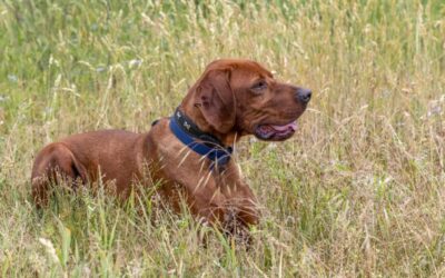 Pozsi | UK-Irish-Setter-Mix, 5 Jahre