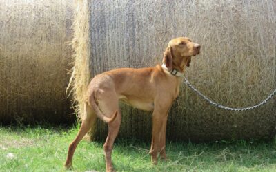 Ilka | UK, 2 Jahre