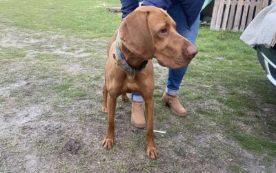 Mirko | UK, 2 Jahre