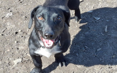 Pele | Dackel-Mix, 2,5 Jahre