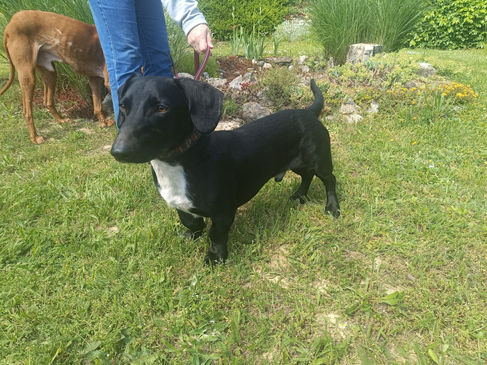 Pele | Dackel-Mix, 2,5 Jahre