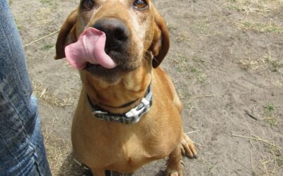 Iza | UK-Mix, 8 Jahre