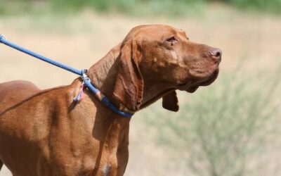 Jack | UK, 6 Jahre