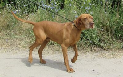 Maros | UK, 8 Jahre