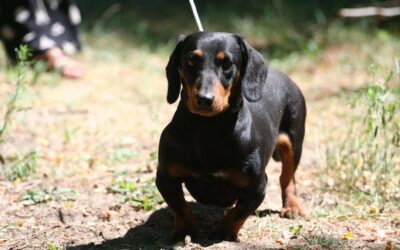 Dongó | KH-Dackel, 3 Jahre