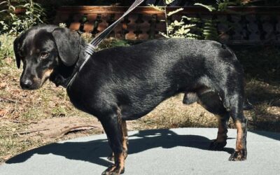 Gereb | KH-Dackel, 2,5 Jahre