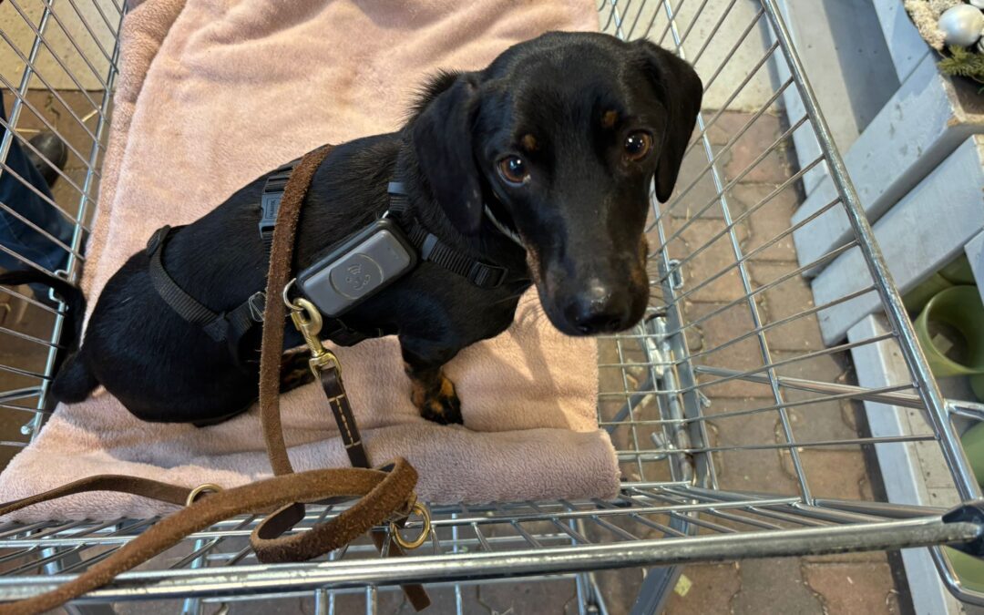 Gereb | KH-Dackel, geb. 2023