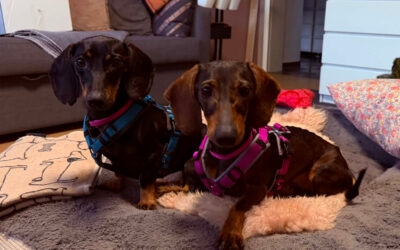 Lapka & Must | KH-Dackel, geb. 2024/ 2023