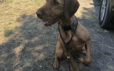 Maja | UD, geb. 2021