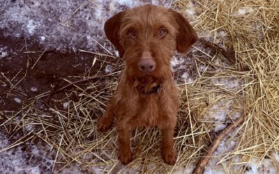 Maja | UD, geb. 2021