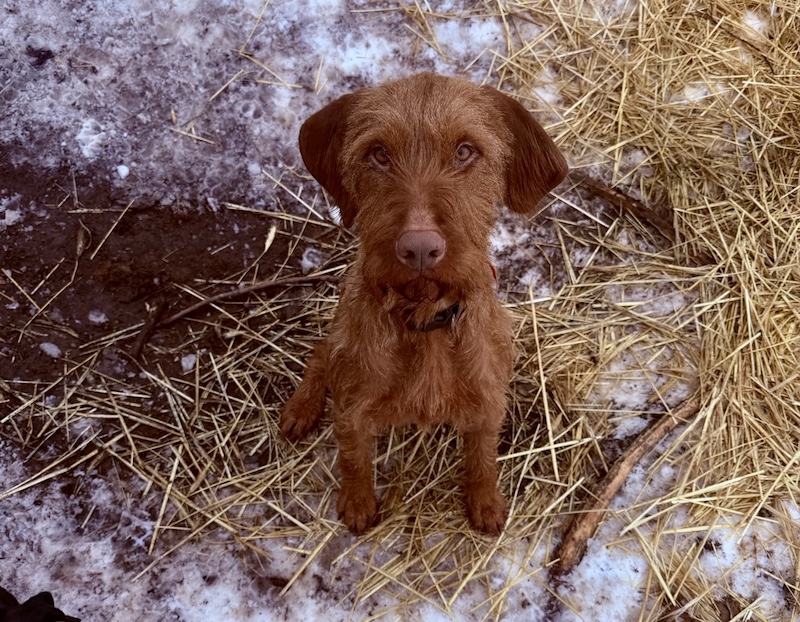 Maja | UD, geb. 2021