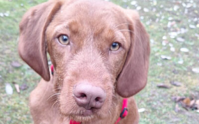 Gustav | UD, geb. 04/2025