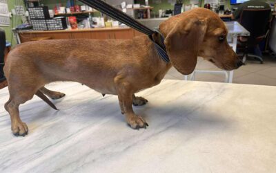 Pipi & Ruha | KH-Dackel, m+w, geb. 2022