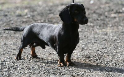 Wandor | KH-Dackel, geb. 2023