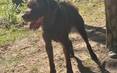 Lord | DD, geb. 04/2022