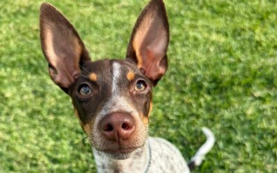 Lotti | Ratero-Mix, 6 Monate