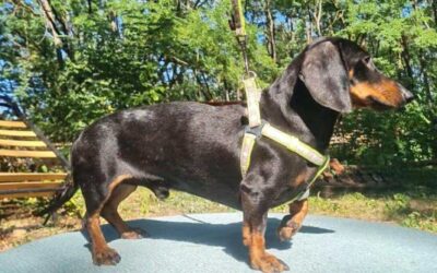 Lui | KH-Dackel, geb. 01/2023