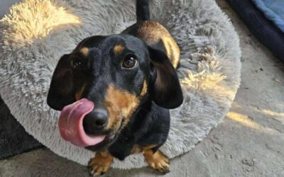 Zinajda | KH-Dackel, geb. 04/2024