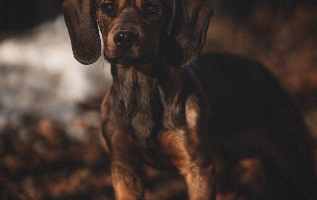 Barney (ehem. Szürike) | Alpenländische Dachsbracke, geb. 2025