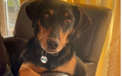 Lola | Jagdterrier-Mix, 3 Jahre