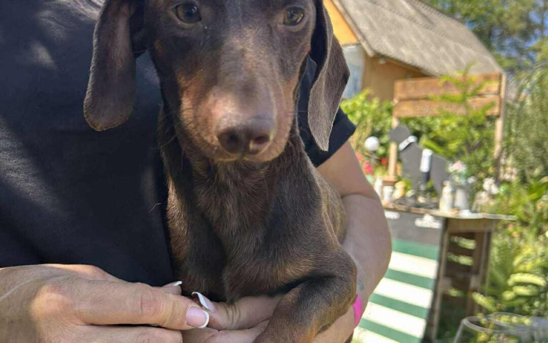 Ocelot | KH-Dackel, M, geb. 01/2025