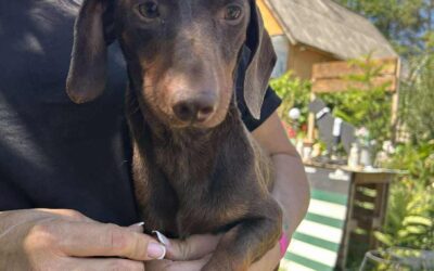 Ocelot | KH-Dackel, M, geb. 01/2025