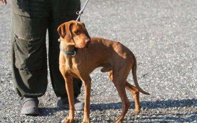 Snoopy | UK, geb. 09/2021