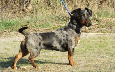 Temu | KH-Dackel-Mix, 09/2024