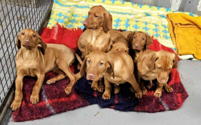 Donner | UK, geb. 08/2025