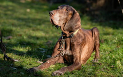 Birko | DK, 11 Jahre