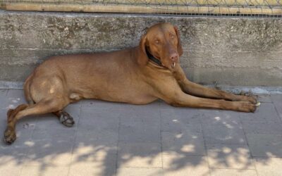 FótiVitéz UK, m, 02/2019