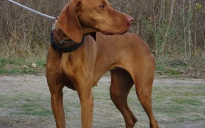 Gyömbér UK, w, 07/2020