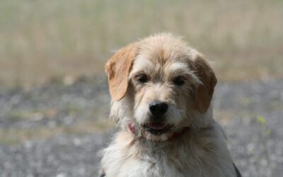 Borzas | Terrier-Mix, geb. ca. 2020