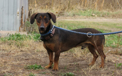 Ferenc | KH-Dackel-Mix, geb. 06/2022
