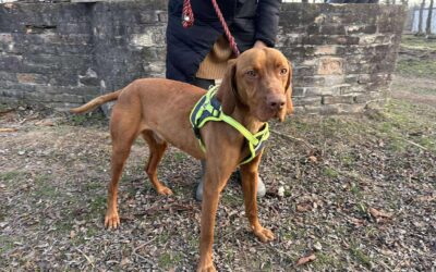 Kelep | UK, geb. 01/2024