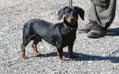 Mano | KH-Dackel, geb. 04/2024