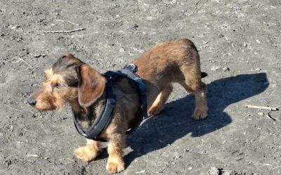 Milly | Rauhaar-Dackel, geb. 06/2023