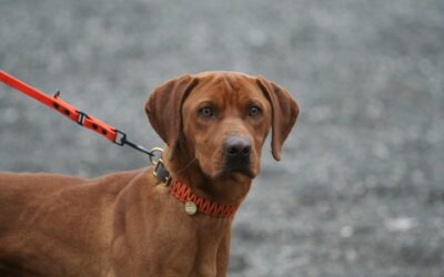 Roland | Ridgeback-Mix, geb. 12/2024