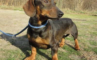 Seriff | KH-Dackel, geb. 04/2023