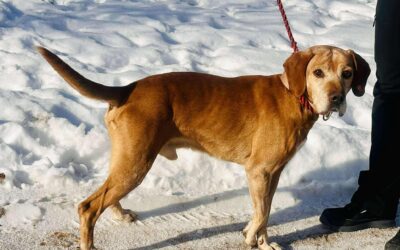 Vénmogyoró | UK, geb. 02/2016