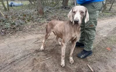 Zorall, Weimaraner-Vizsla Mix, geb. 2021