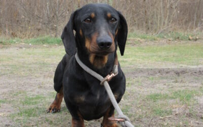 Ruha, KH-Dackel, 09/2022